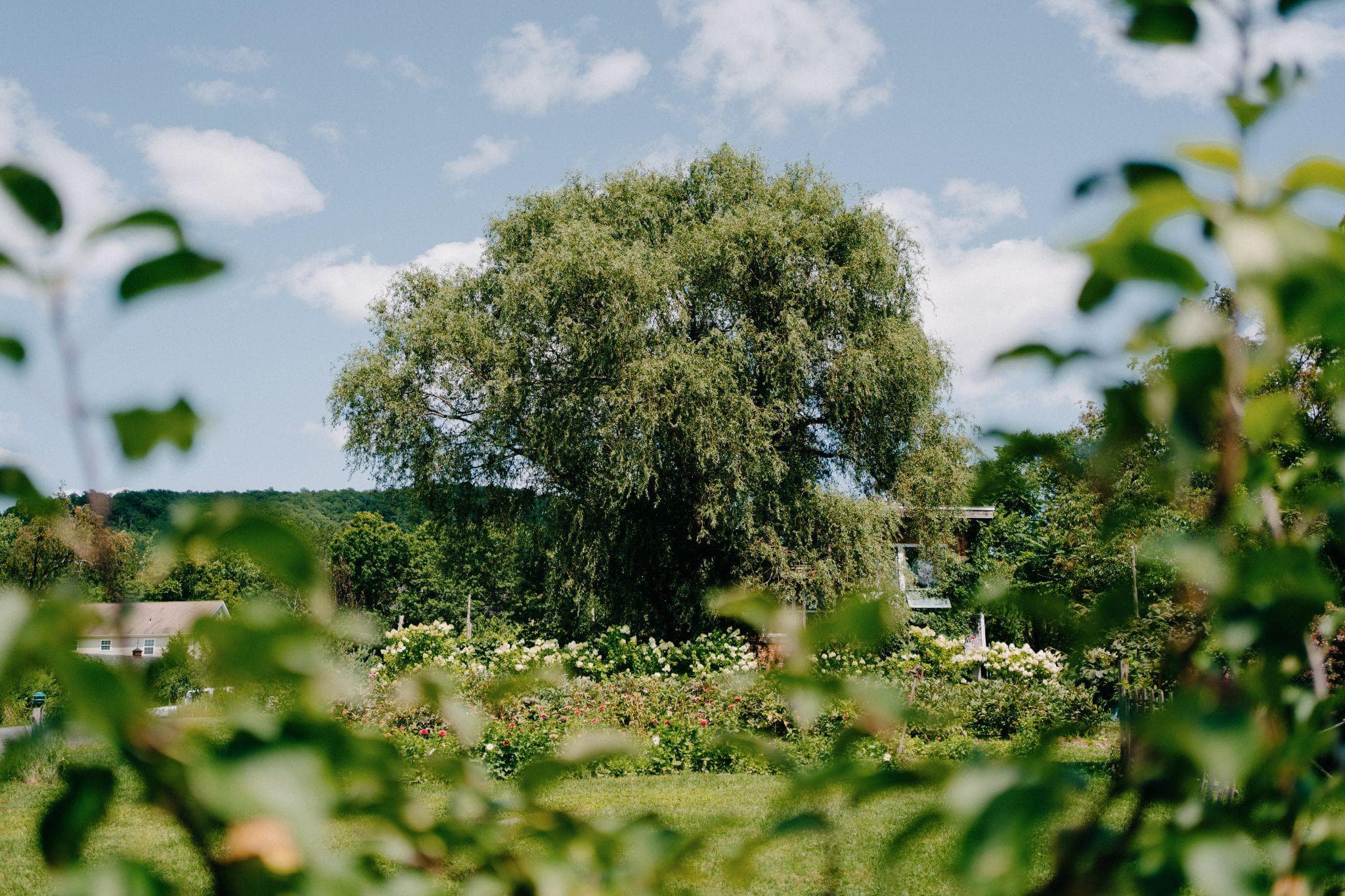 Blooming Hill Farm - Main image